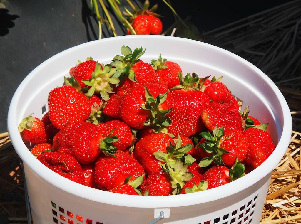 Self-pick strawberry farms in Virginia - The Old Major - Shutterstock