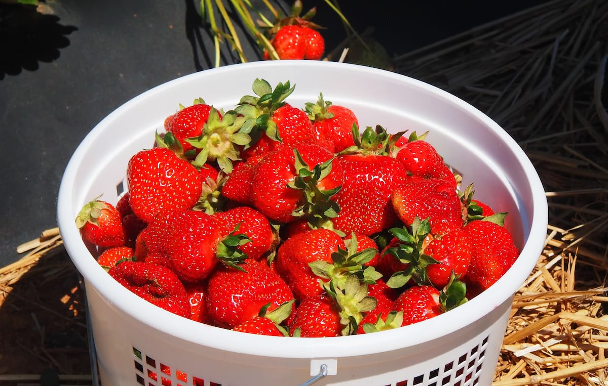 Self-pick strawberry farms in Virginia - The Old Major - Shutterstock