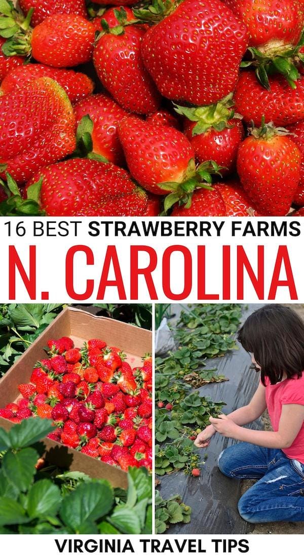 Are you looking for the best places to go strawberry picking in North Carolina this year? This guide contains the best NC strawberry farms, including U-pick ones! | North Carolina strawberry picking | Strawberry picking in NC | Strawberry farms in North Carolina | Strawberry picking in Western North Carolina | Strawberry picking in Charlotte | Strawberry picking in Raleigh | Strawberry farms Raleigh | Strawberry farms Charlotte | Strawberry farms Asheville