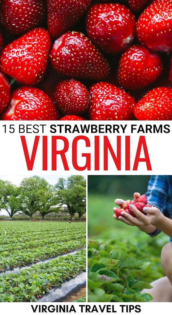 Are you looking for the best places to go strawberry picking in Virginia this spring and summer? This guide contains the best Virginia strawberry farms, including U-pick ones! | Virginia strawberry picking | Strawberry picking in VA | Strawberry farms in Virginia | Strawberry picking in Virginia Beach | Strawberry picking in Northern Virginia | Strawberry picking in Richmond | Strawberry farms Virginia Beach | Strawberry farms NOVA | Strawberry farms Richmond