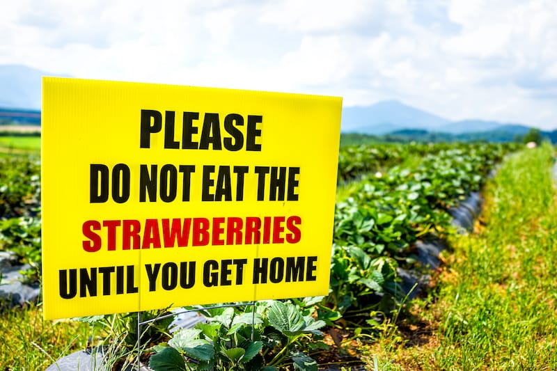 Strawberry picking etiquette