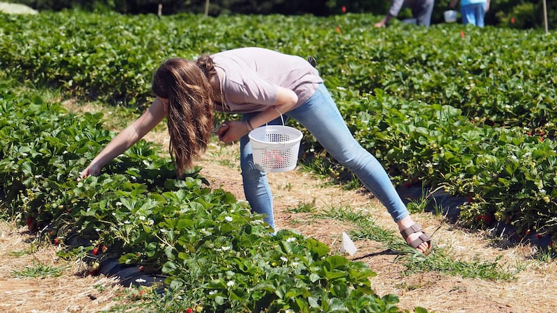 Strawberry picking in Gretna - The Old Major - Shutterstock