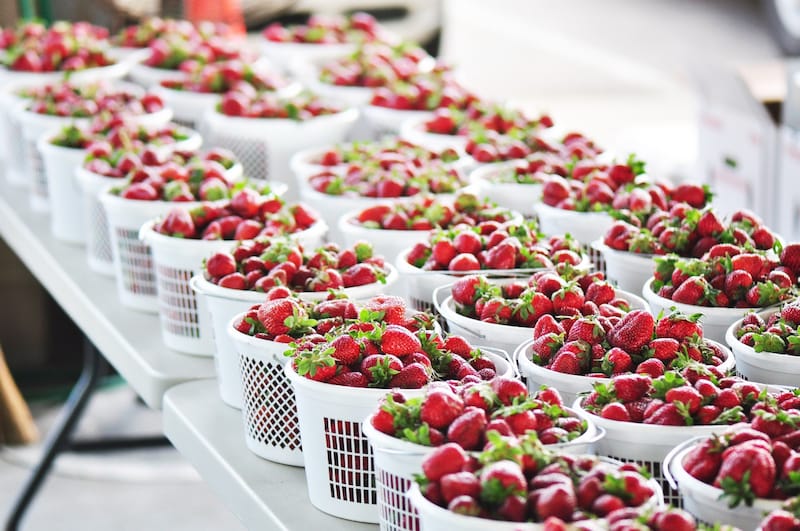 Strawberry picking in North Carolina