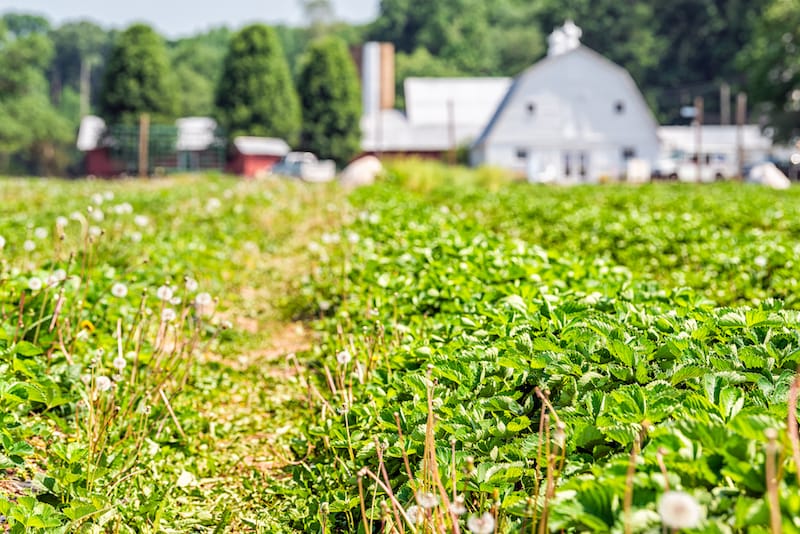 Strawberry season in Virginia