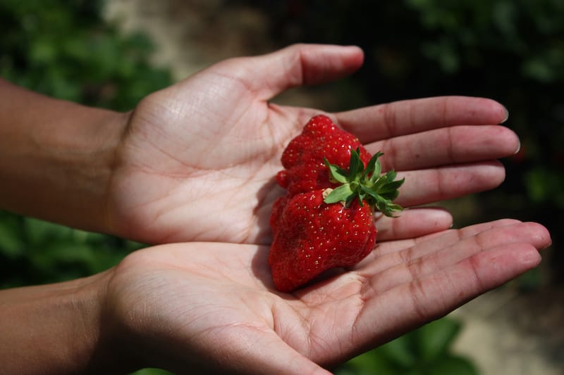 Tasty NC strawberries