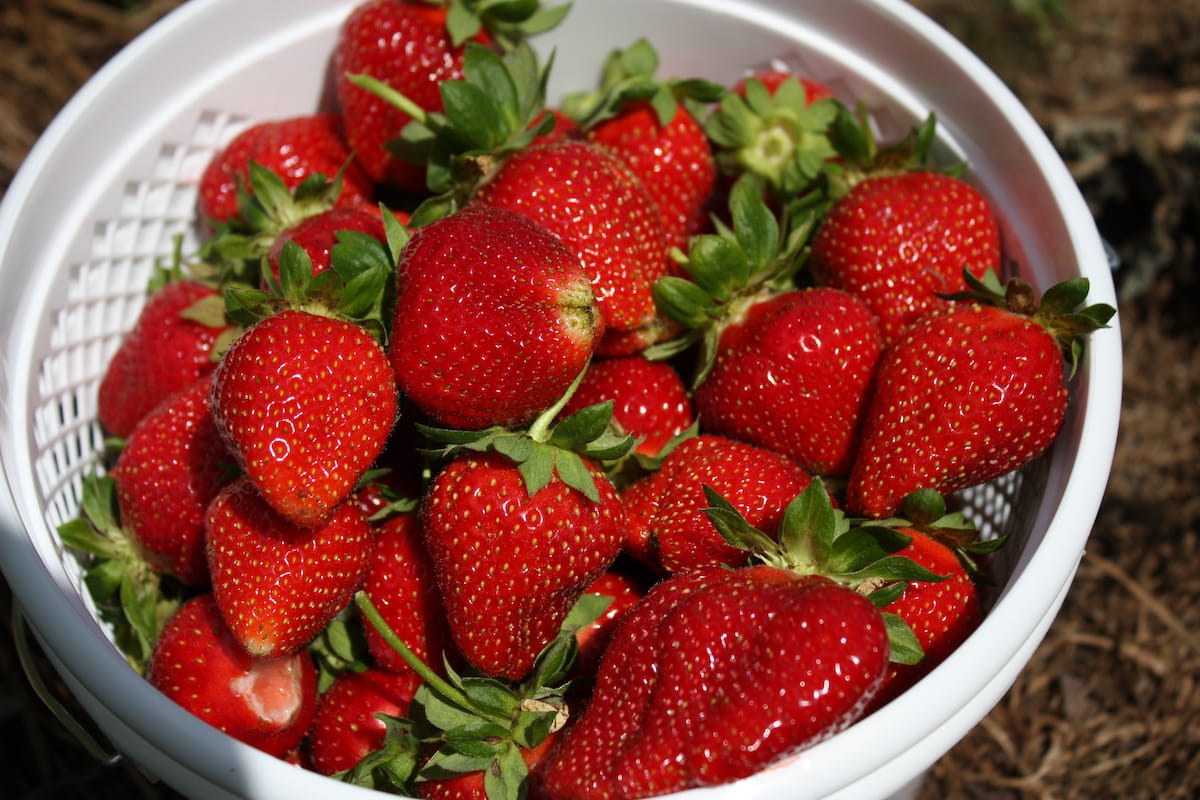 U-pick strawberry farms in NC