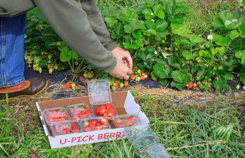 U-pick strawberry farms in Virginia