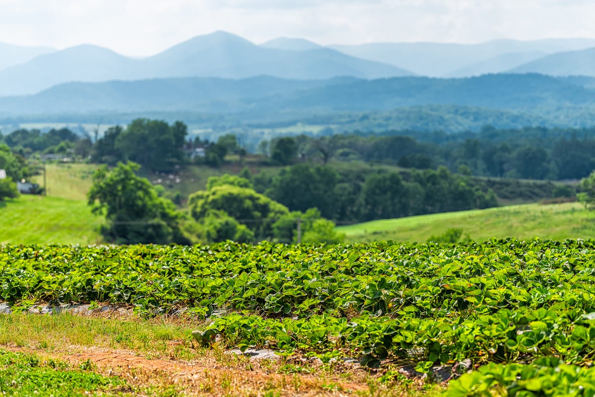 VA strawberry farms