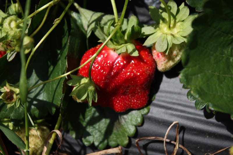 Where to pick strawberries in NC