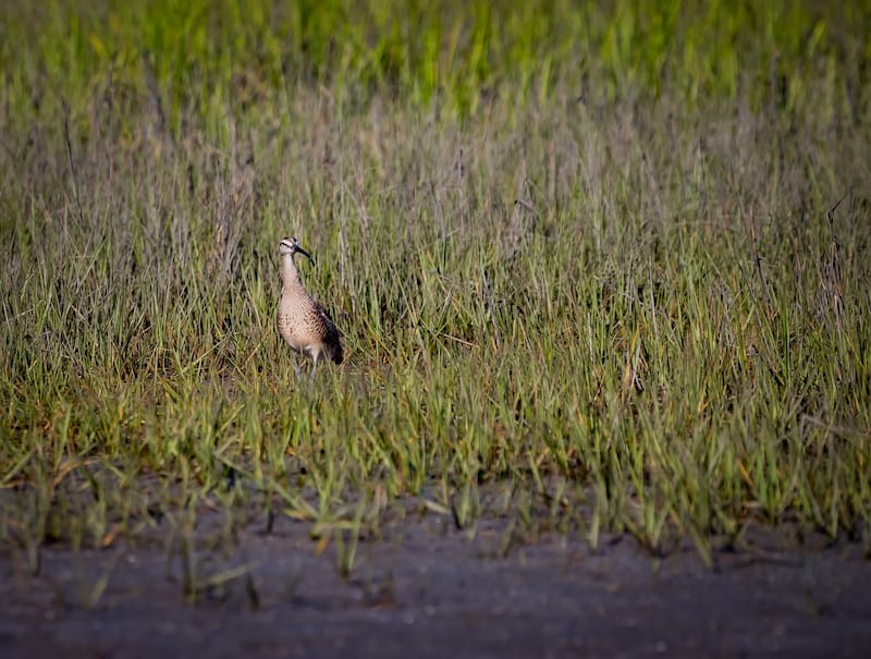 Carolina Beach State Park