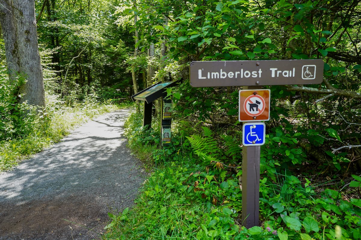 Limberlost Trail in Shenandoah National Park