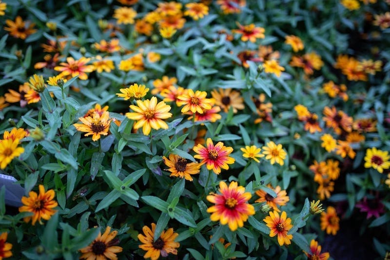 The Arboretum in Lexington