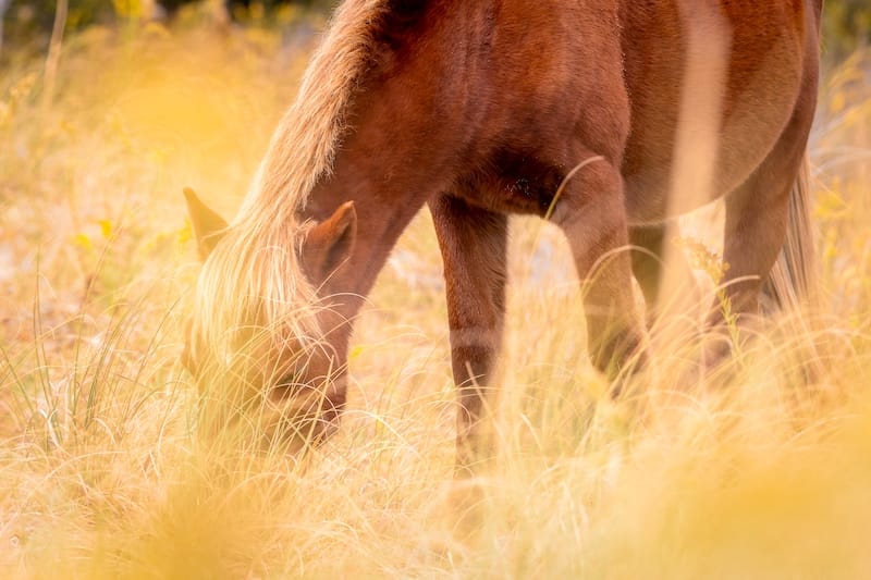 Wild horse on the Shackleford Banks
