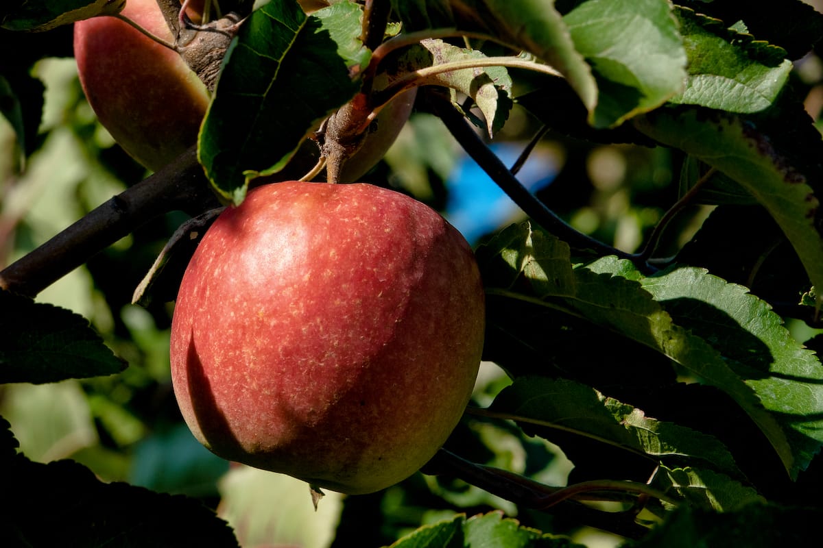 Apple picking in Maryland