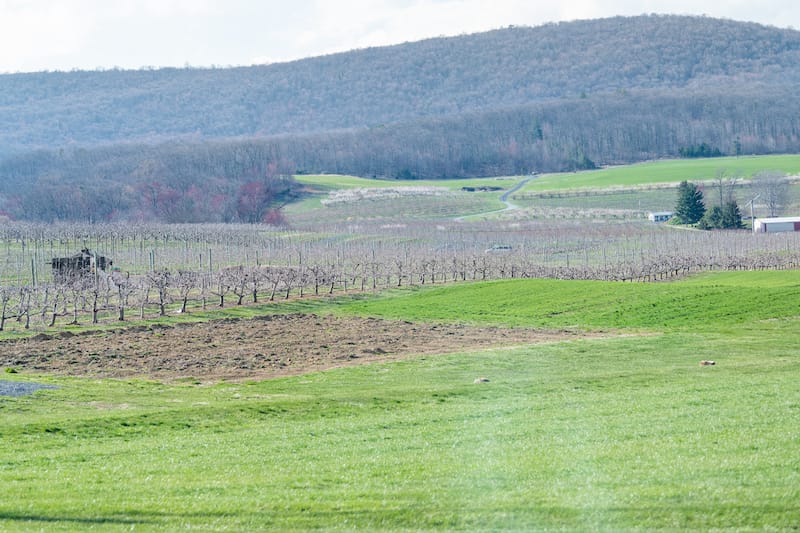 Countryside apple orchard in Maryland