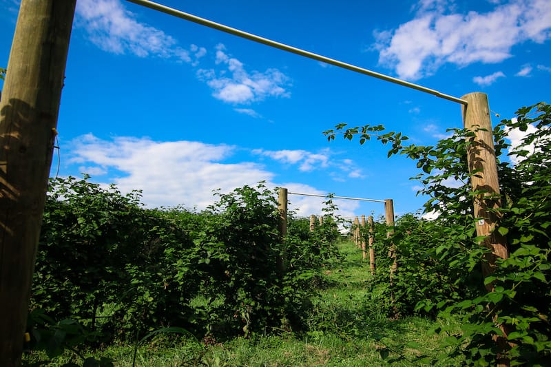 Fruit farms in Maryland in early fall