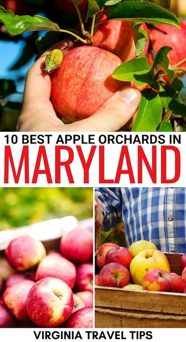 Looking to go apple picking in Maryland this fall? These Maryland apple orchards are waiting for your visit! We detail our favorites and a bit of info about each! | Apples in Maryland | Maryland apples | Maryland fruit farms | Maryland in fall | Maryland in autumn | Fall in Maryland | DC apple picking | Maryland apple picking | DMV apple picking | Things to do in Maryland in the fall | Things to do in Maryland with kids