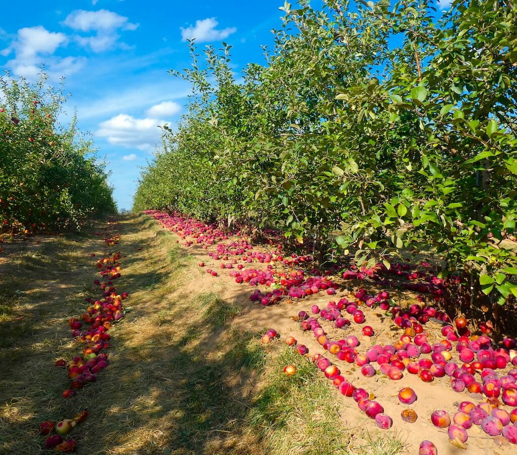 Maryland apple picking locations