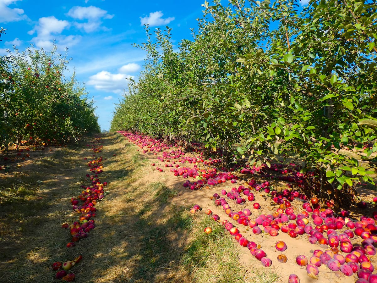 Maryland apple picking locations