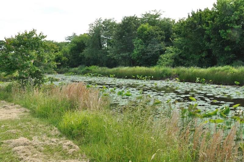 Shelby Farms