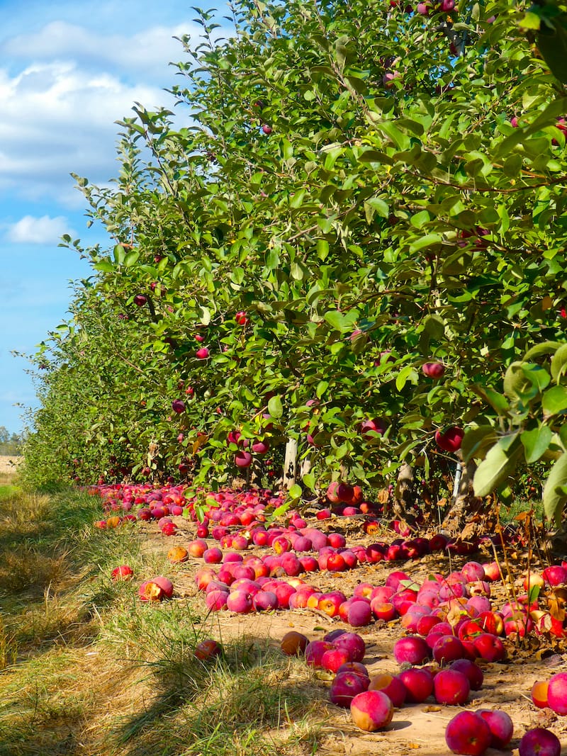 Where to go apple picking in MD