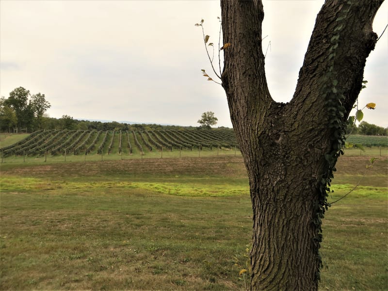 Vineyard and rolling hills in Northern Virginia near Bull Run