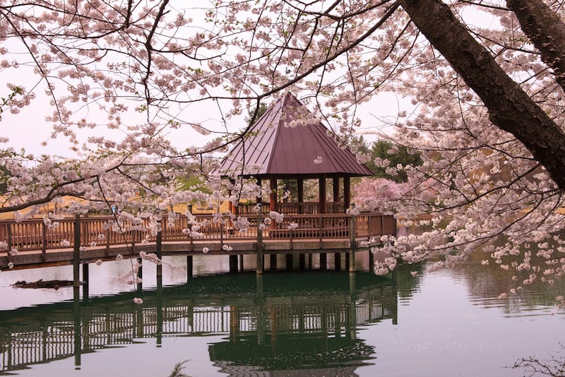Gazebo on lake surrounded by cherry blossoms at Meadowlark