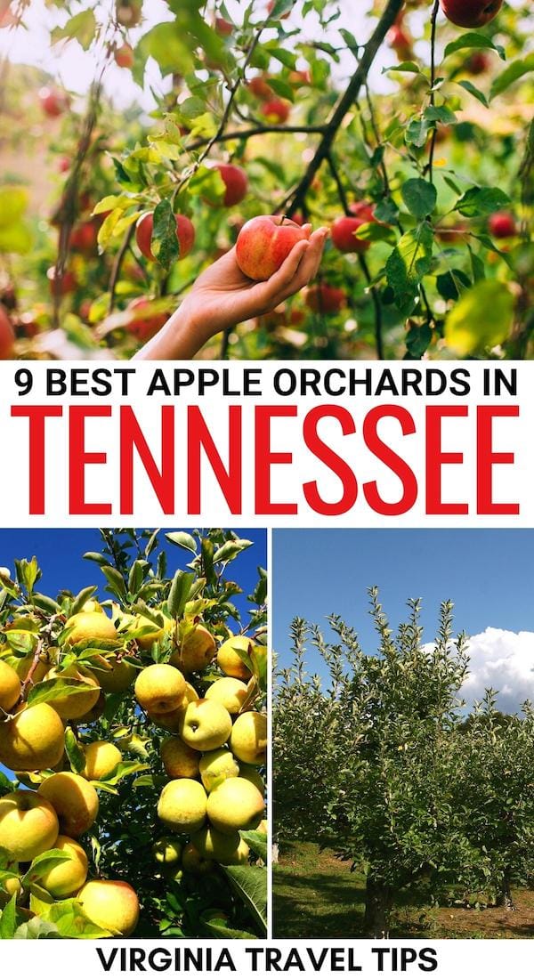 Are you looking for the best apple orchards in Tennessee? This guide details the top places for apple picking in Tennessee to add to your fall bucket list! | Apples in Tennessee | Apple picking near Nashville | Apple picking near Memphis | Apple picking Gatlinburg | Apple picking Chattanooga | Apple orchards Nashville | Apple Orchards Memphis | Apple orchards Gatlinburg | Fall in Tennessee | Fruit farms Tennessee