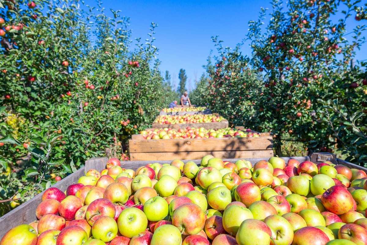 13 Best Apple Orchards In Kentucky To Visit This Fall