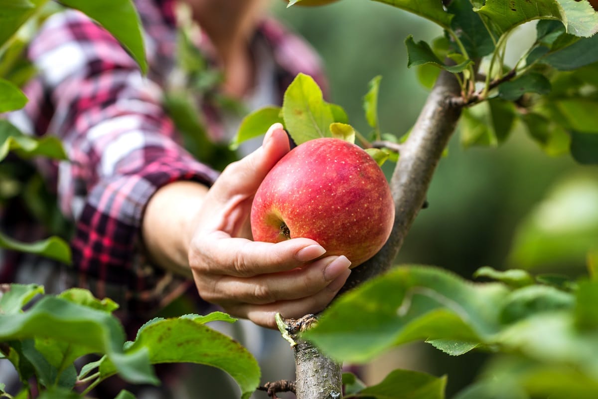 Kentucky apple picking guide