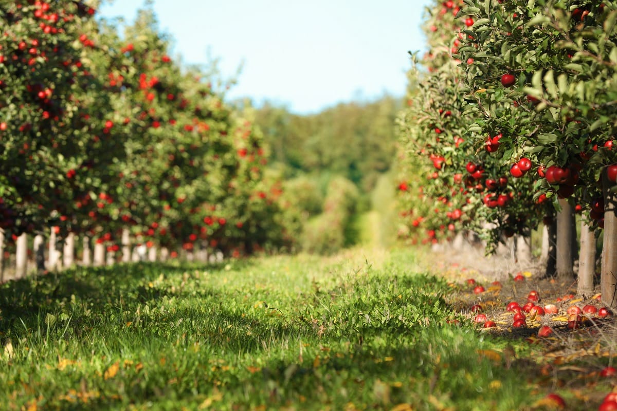 Kentucky apple orchards