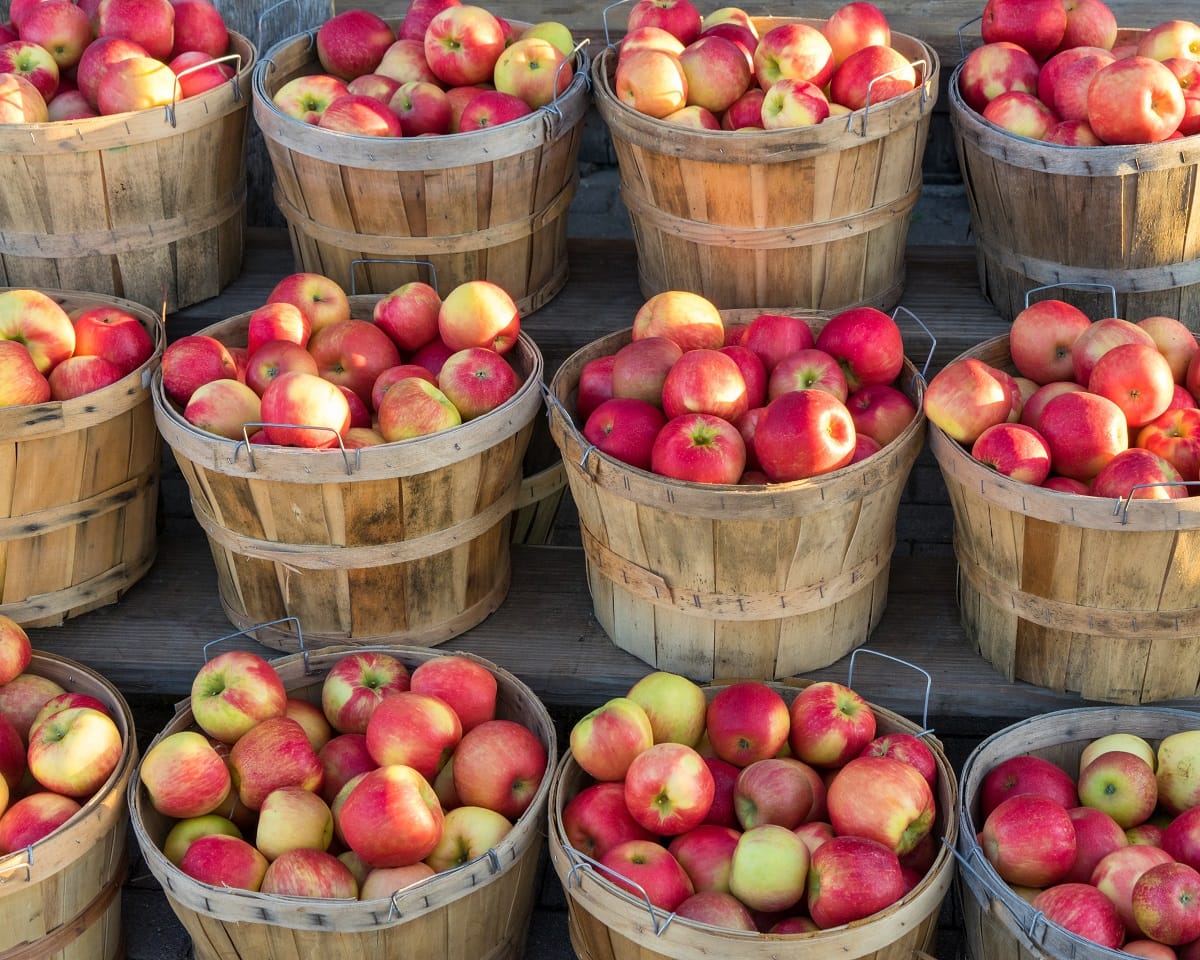 Best places for apple picking in Kentucky