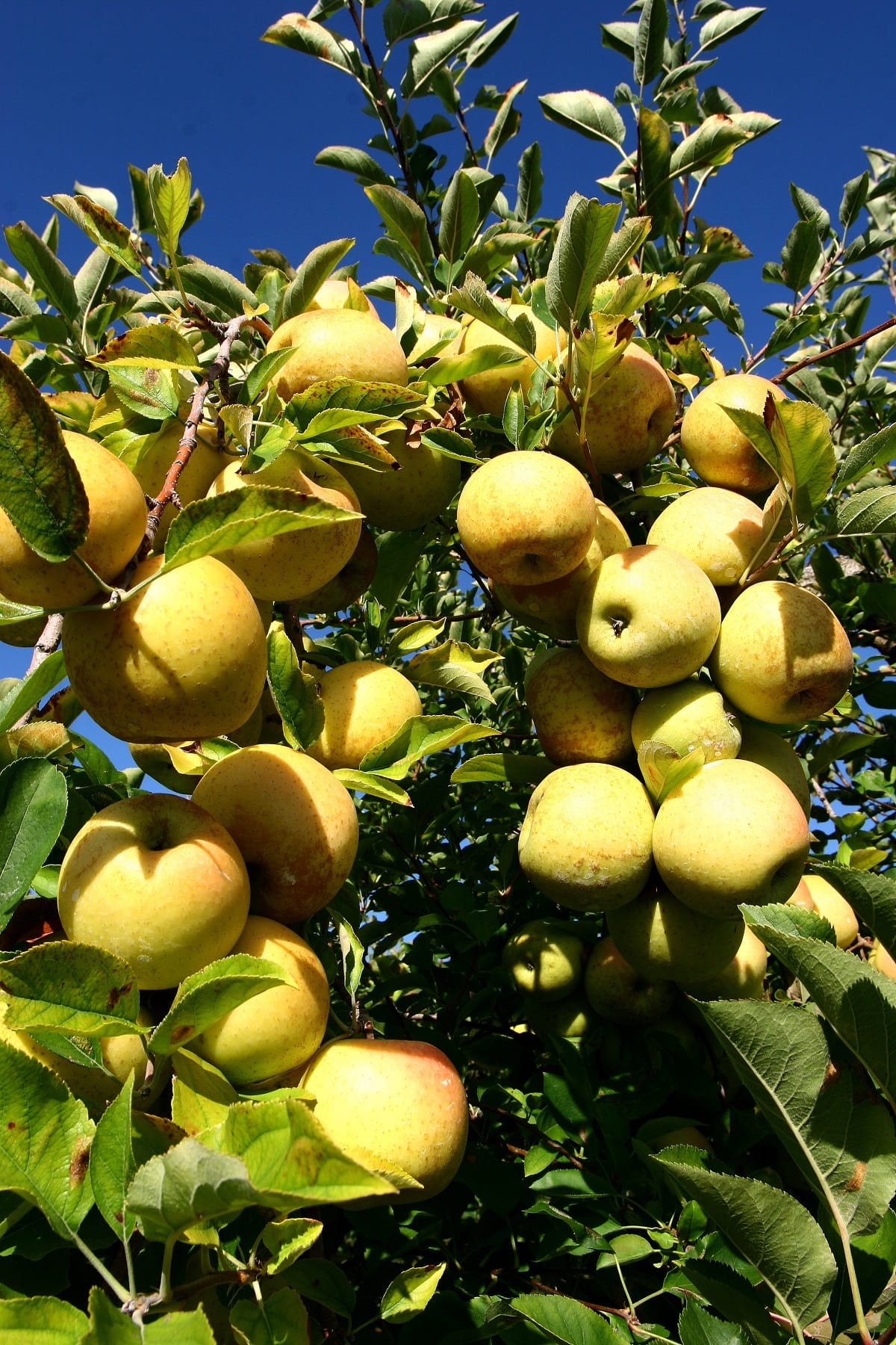 Best places to pick apples in Tennessee