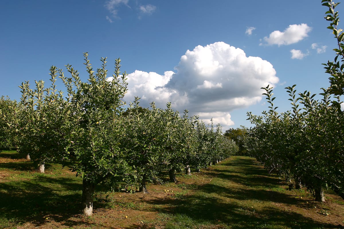 Apple picking in Tennessee