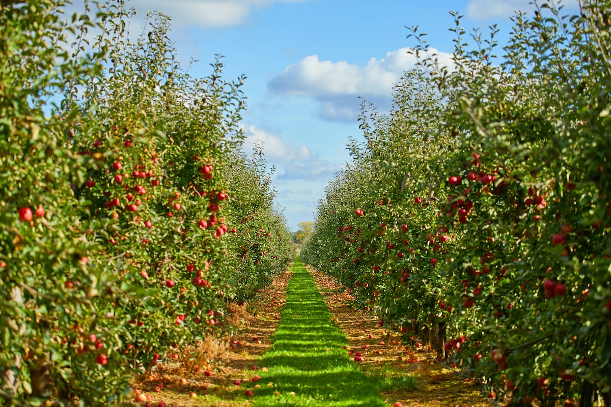 Where to pick apples in North Carolina