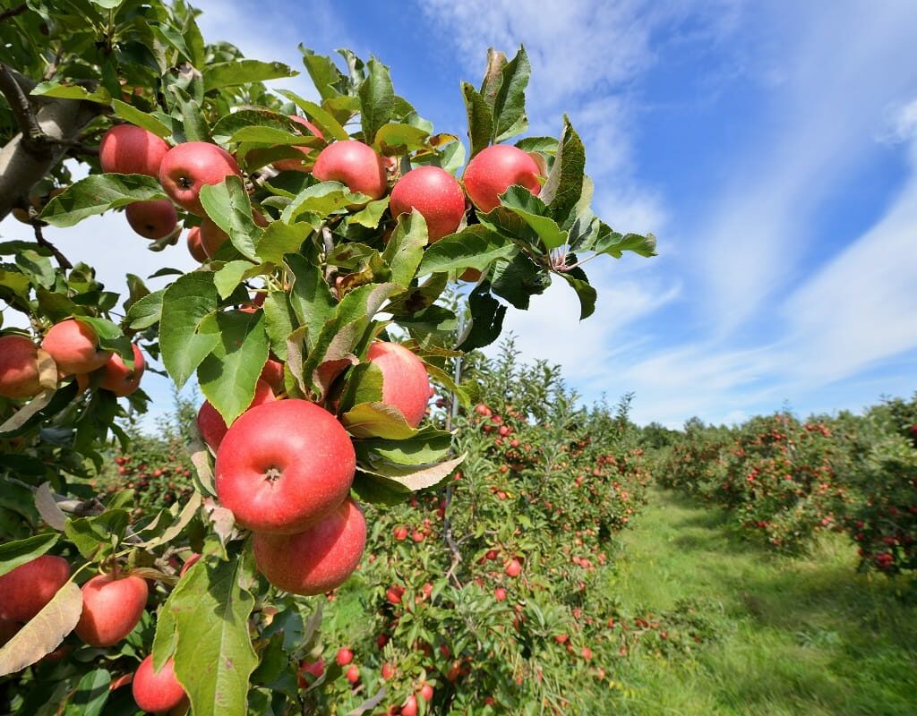 Best apple orchards in Kentucky