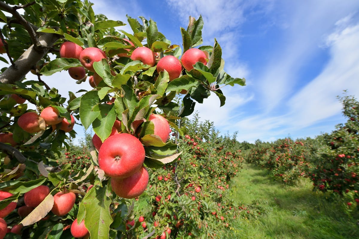 Best apple orchards in Kentucky