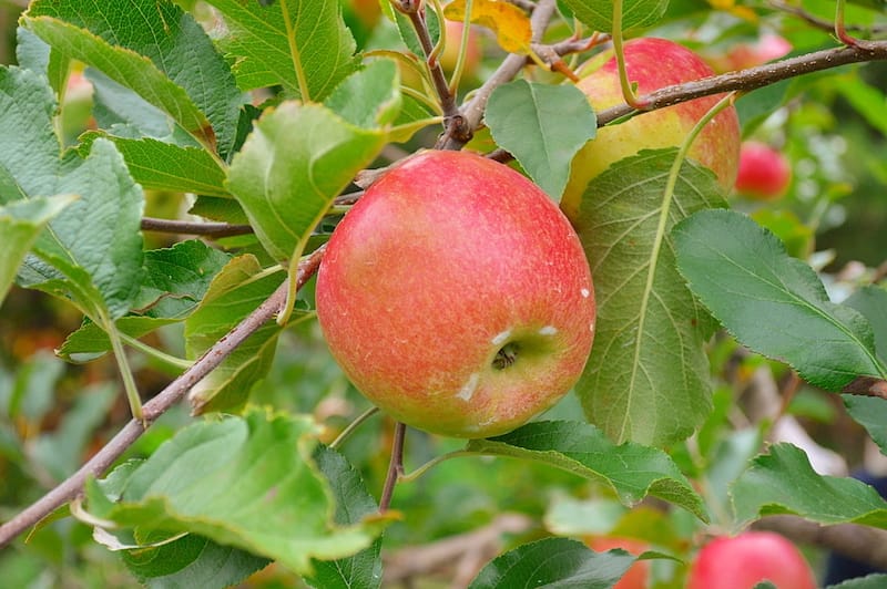 North Carolina apple orchards