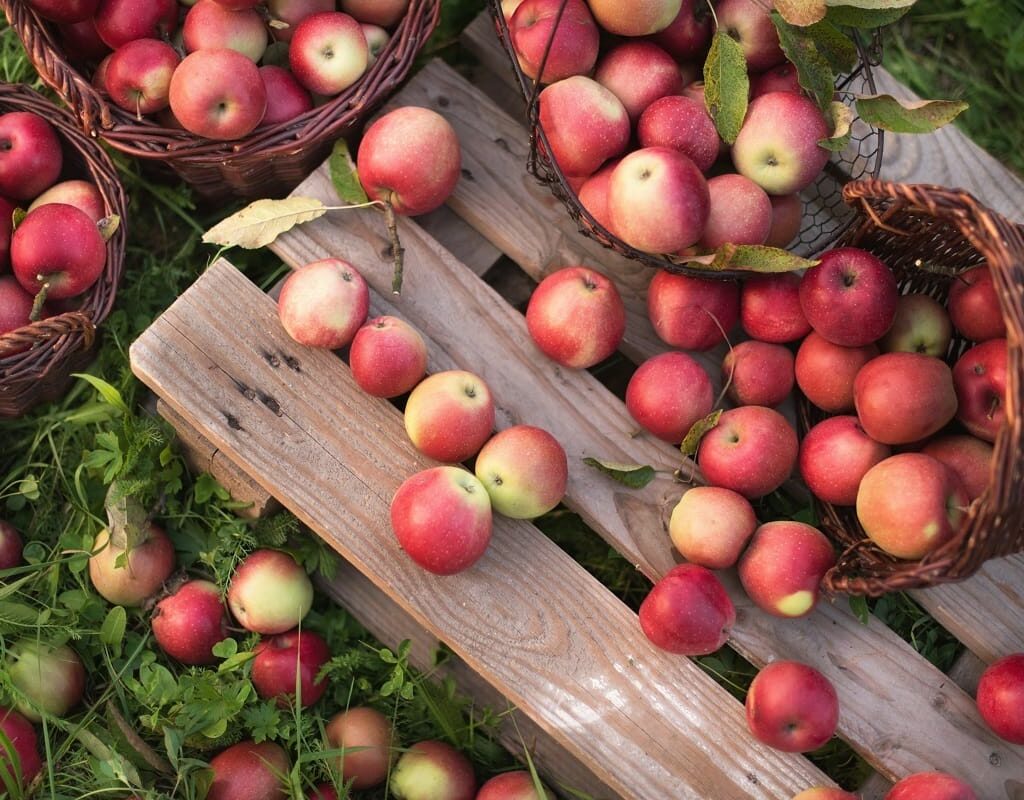 Best apple orchards in Tennessee