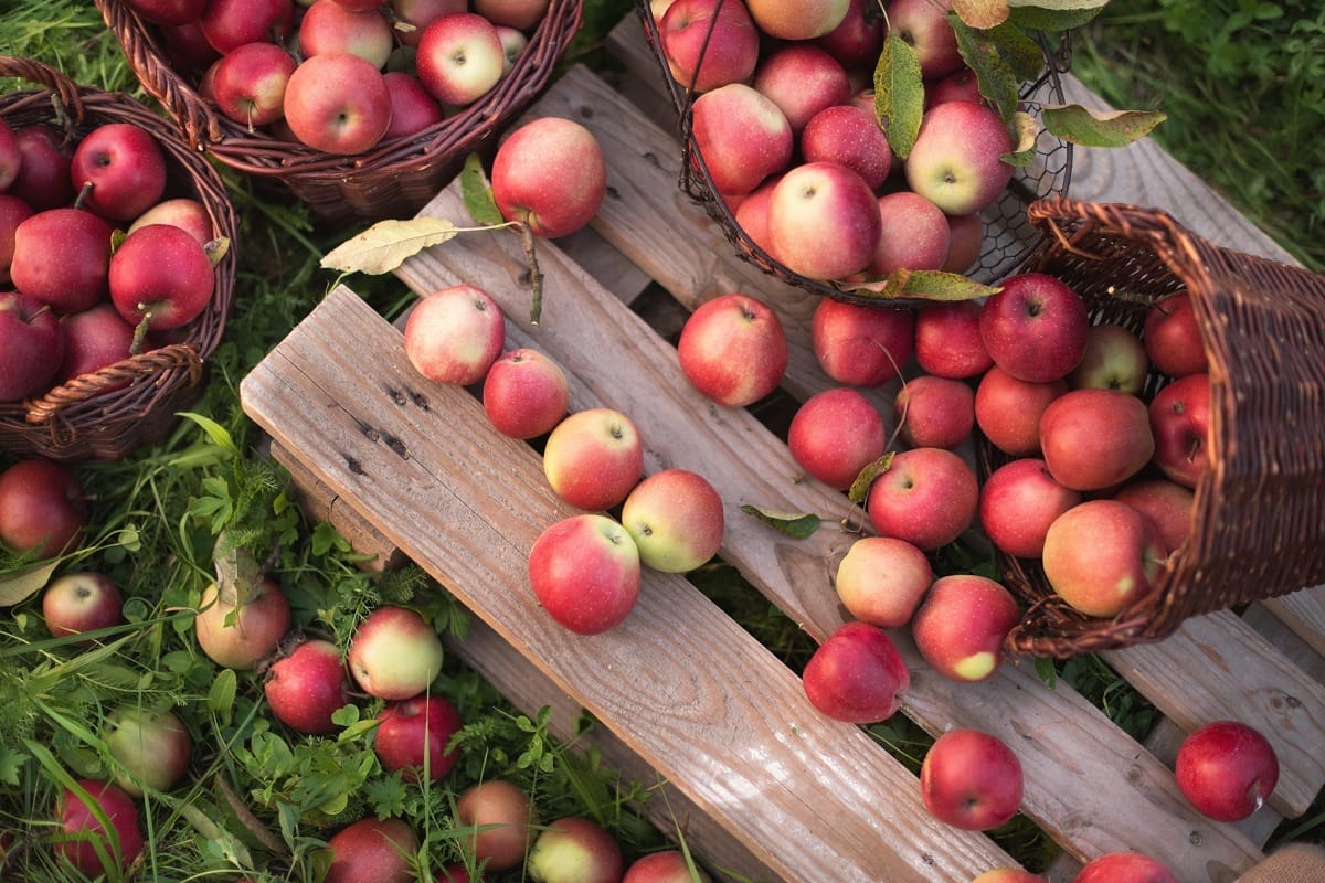 Best apple orchards in Tennessee
