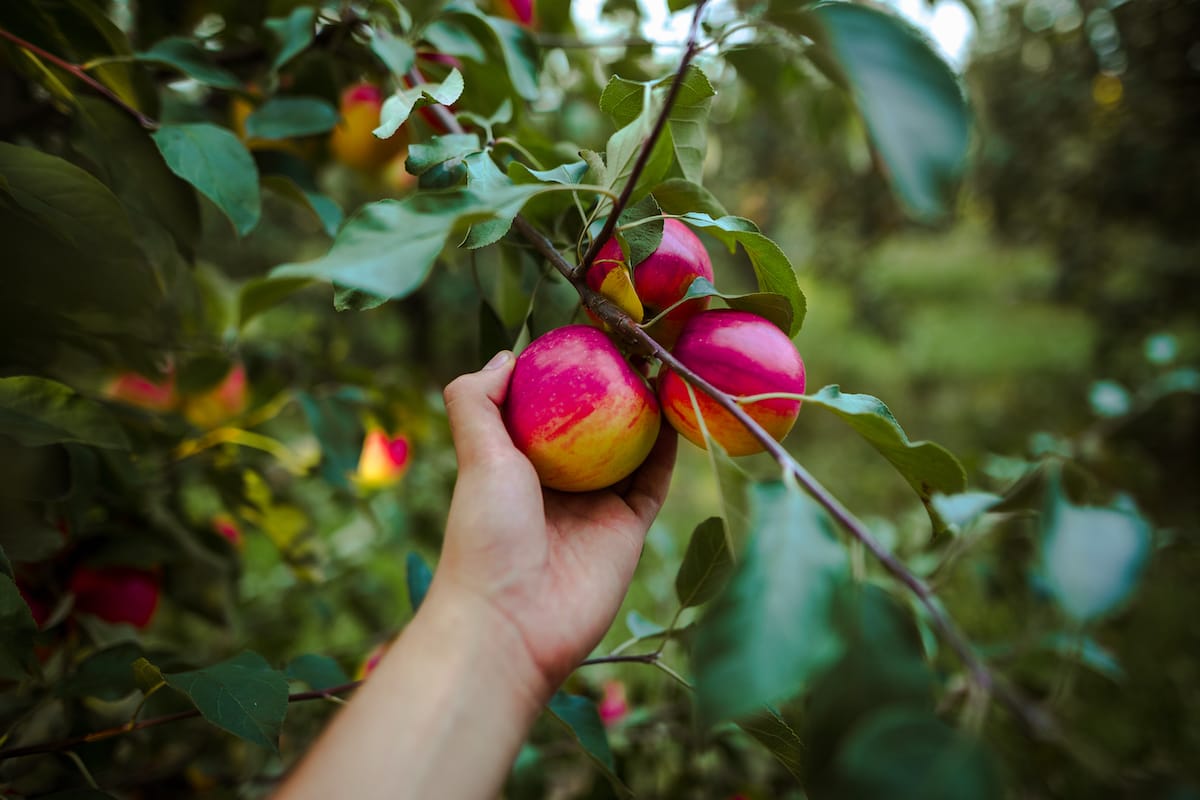 Apple Picking in North Carolin