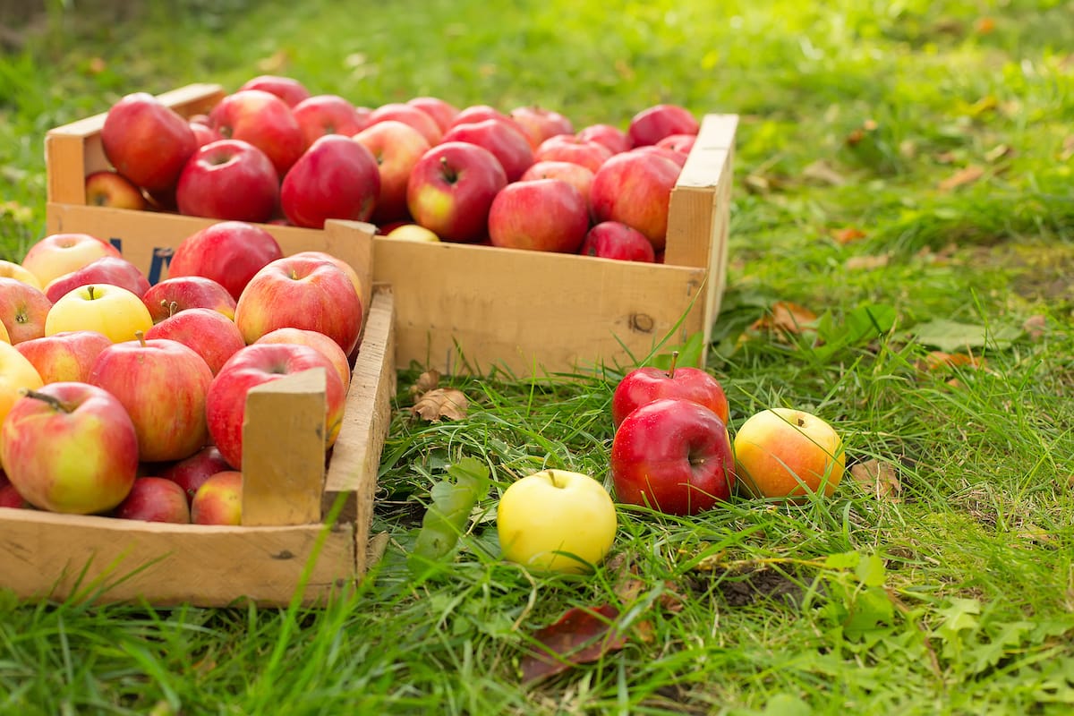 North Carolina apple picking guide