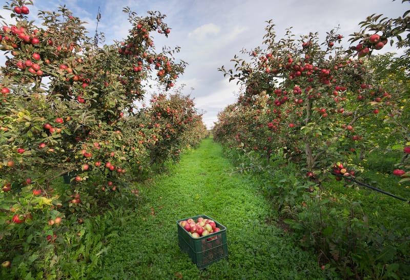 Apple orchards in North Carolin