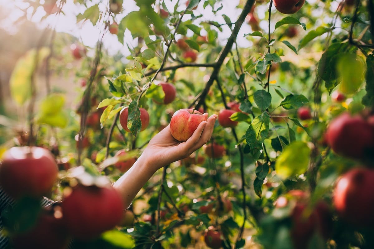 Tennessee apple orchards