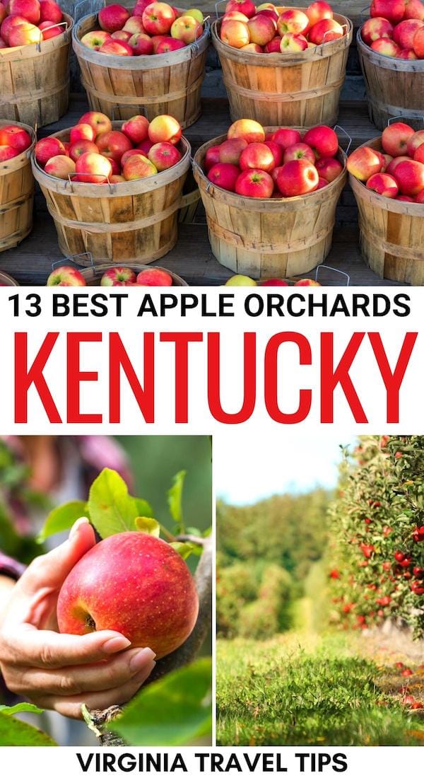 Looking for the best places to go apple picking in Kentucky? This guide details the top apple orchards in Kentucky and how to visit this fall! | U-pick apples in Kentucky | Apple orchards in KY | Kentucky apple orchards | Kentucky apple picking | Where to pick apples in Kentucky | Apple picking near Louisville | Apple picking near Lexington | Apple picking near Frankfort | Louisville apple orchards | Louisville apple picking | Kentucky in fall