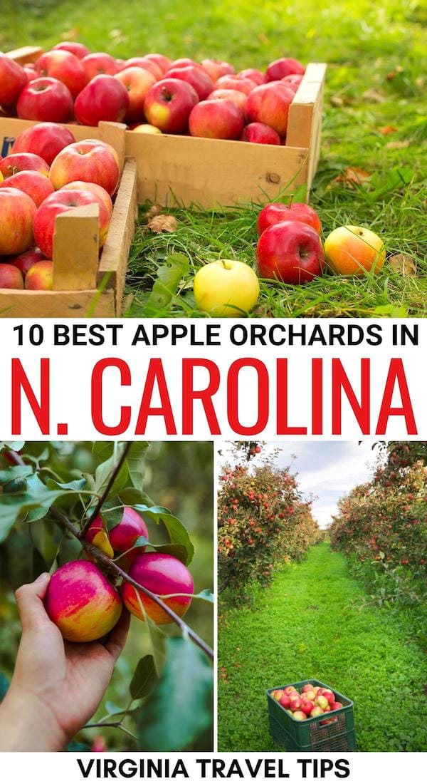 Are you going apple picking in North Carolina? This guide lists the best North Carolina apple orchards to put on your list! It also includes seasonal tips! | Apples in North Carolina | Fruit farms in North Carolina | Apple orchards in North Carolina | Things to do in North Carolina in the fall | Fall in North Carolina | North Carolina fall itinerary | Things to do in North Carolina with kids | Children activities in North Carolina | Fall fun in NC | Visit North Carolina