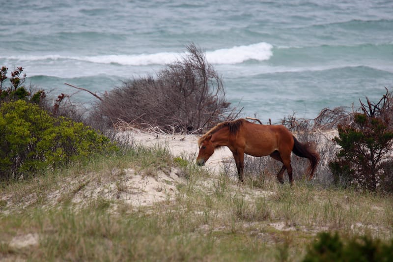 Shackleford Banks