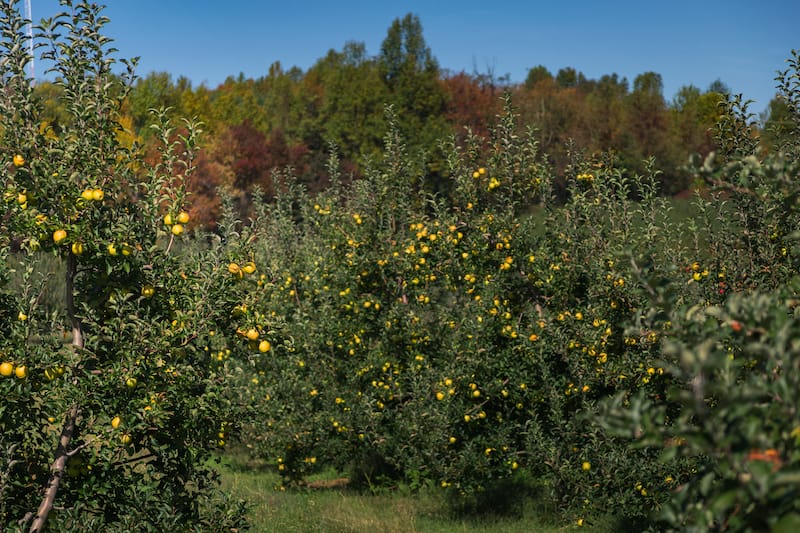 Apple picking near Asheville
