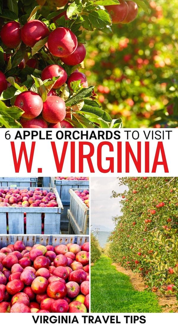 Are you looking for the best apple orchards in West Virginia? These farms are the best places to go apple picking in WV - click to see the info (and tips)! | Apples in West Virginia | Things to do in West VA in fall | West Virginia in fall | Fall in West Virginia | Apple orchards in WV | WV apple orchards | Apple picking in WV