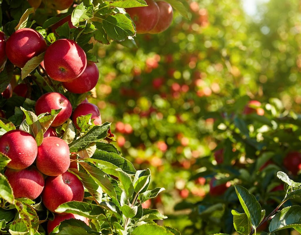Best apple orchards in West Virginia